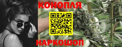 спайс Кингисепп