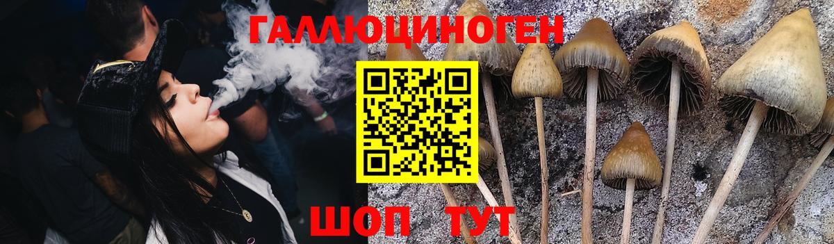 Псилоцибиновые грибы Cubensis Комсомольск-на-Амуре
